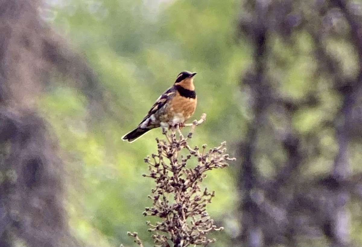 Varied Thrush - ML621405595