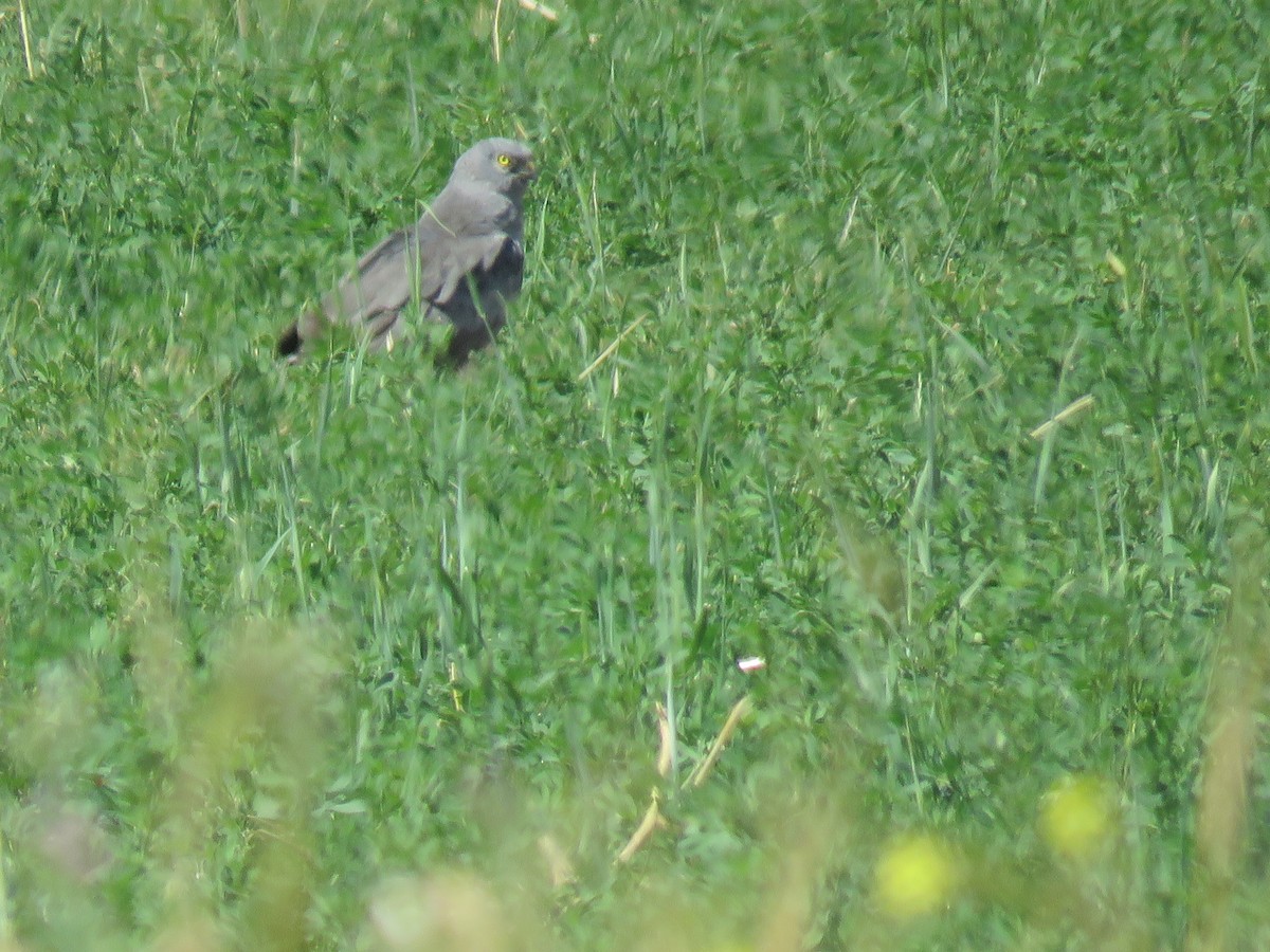 enghauk - ML621405596