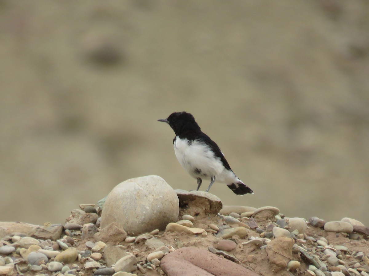 Hume's Wheatear - ML621405658