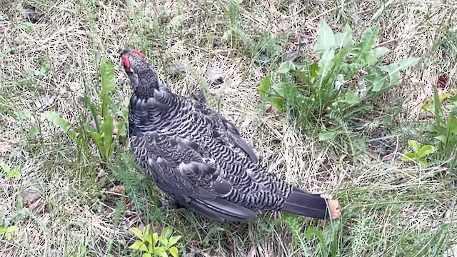 Spruce Grouse (Spruce) - ML621405703