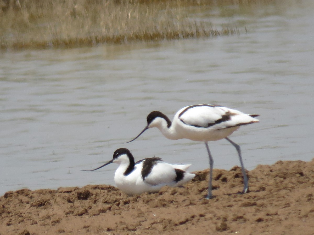 avosett - ML621405705