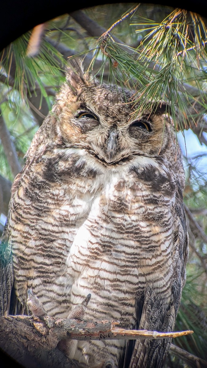 Great Horned Owl - ML621405752