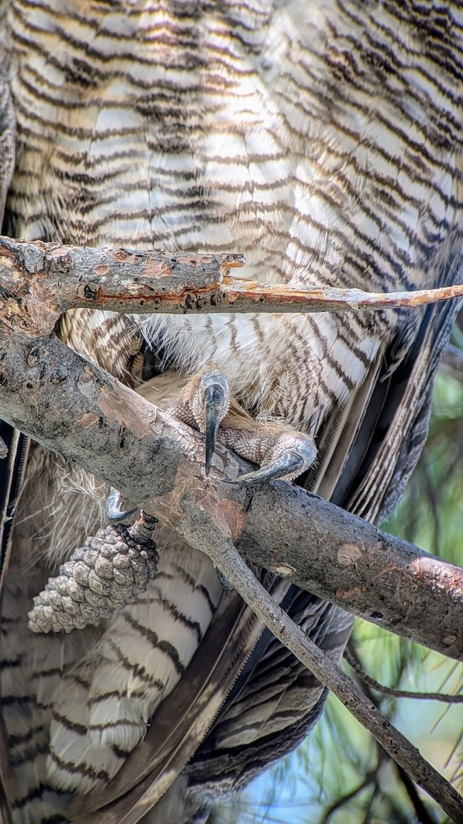 Great Horned Owl - ML621405753