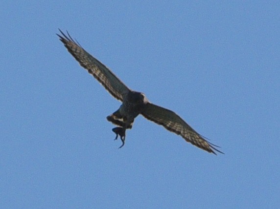 Broad-winged Hawk - ML621405768