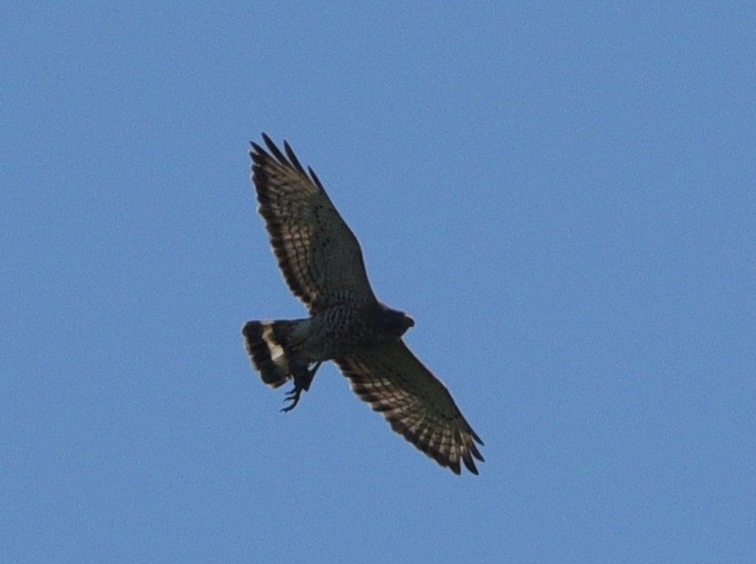 Broad-winged Hawk - ML621405769