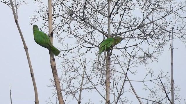 Golden-fronted Leafbird - ML621405775