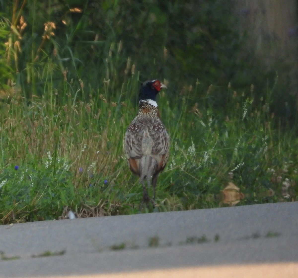 Ring-necked Pheasant - ML621405776