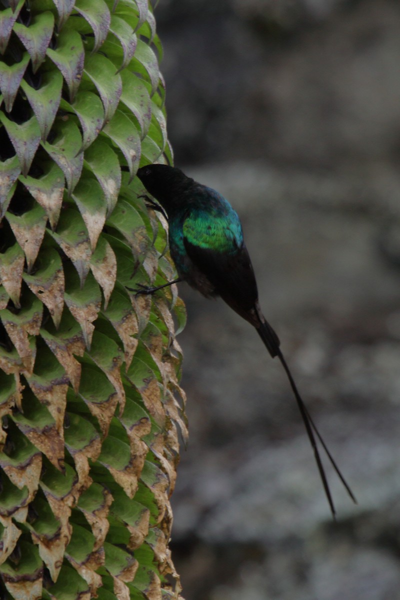 Red-tufted Sunbird - ML621405792