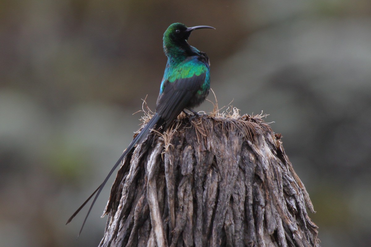 Red-tufted Sunbird - ML621405793