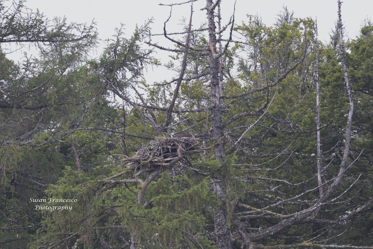 Загасч явлаг - ML621405834