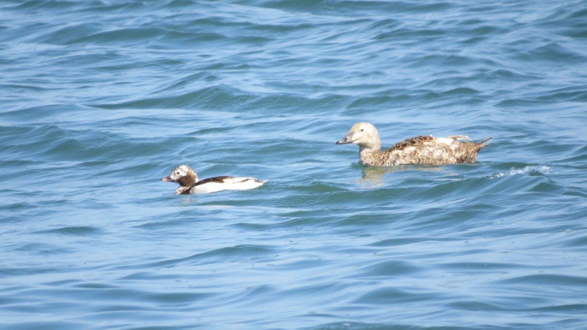 Long-tailed Duck - ML621405844