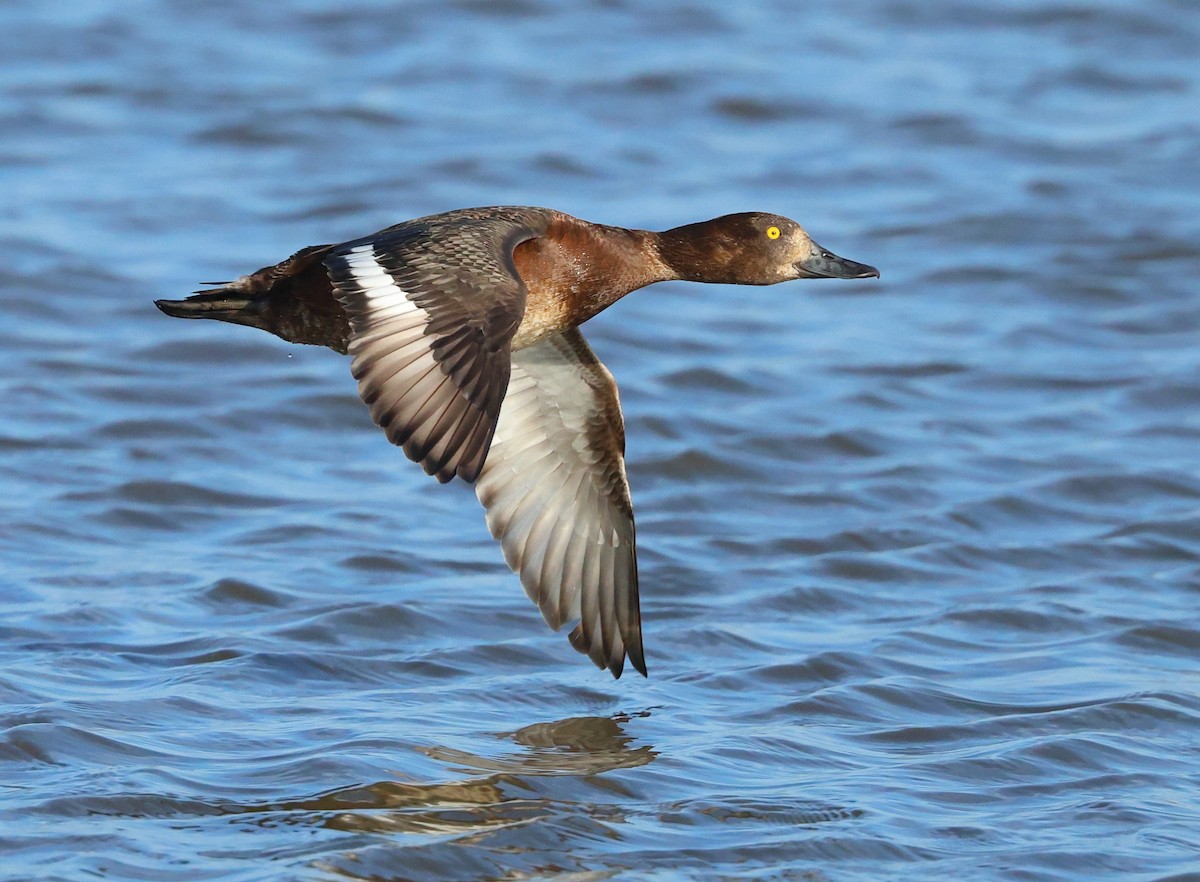 Tufted Duck - ML621405928