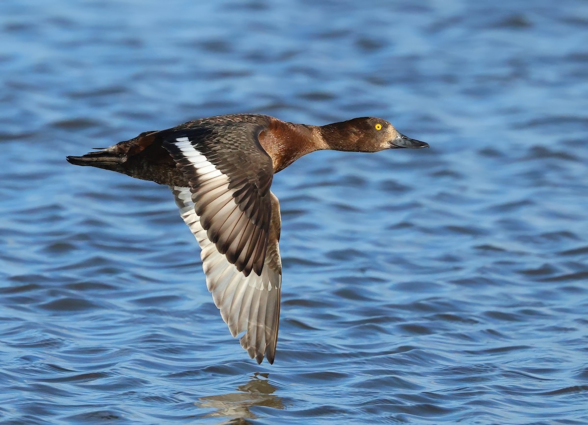 Tufted Duck - ML621405938