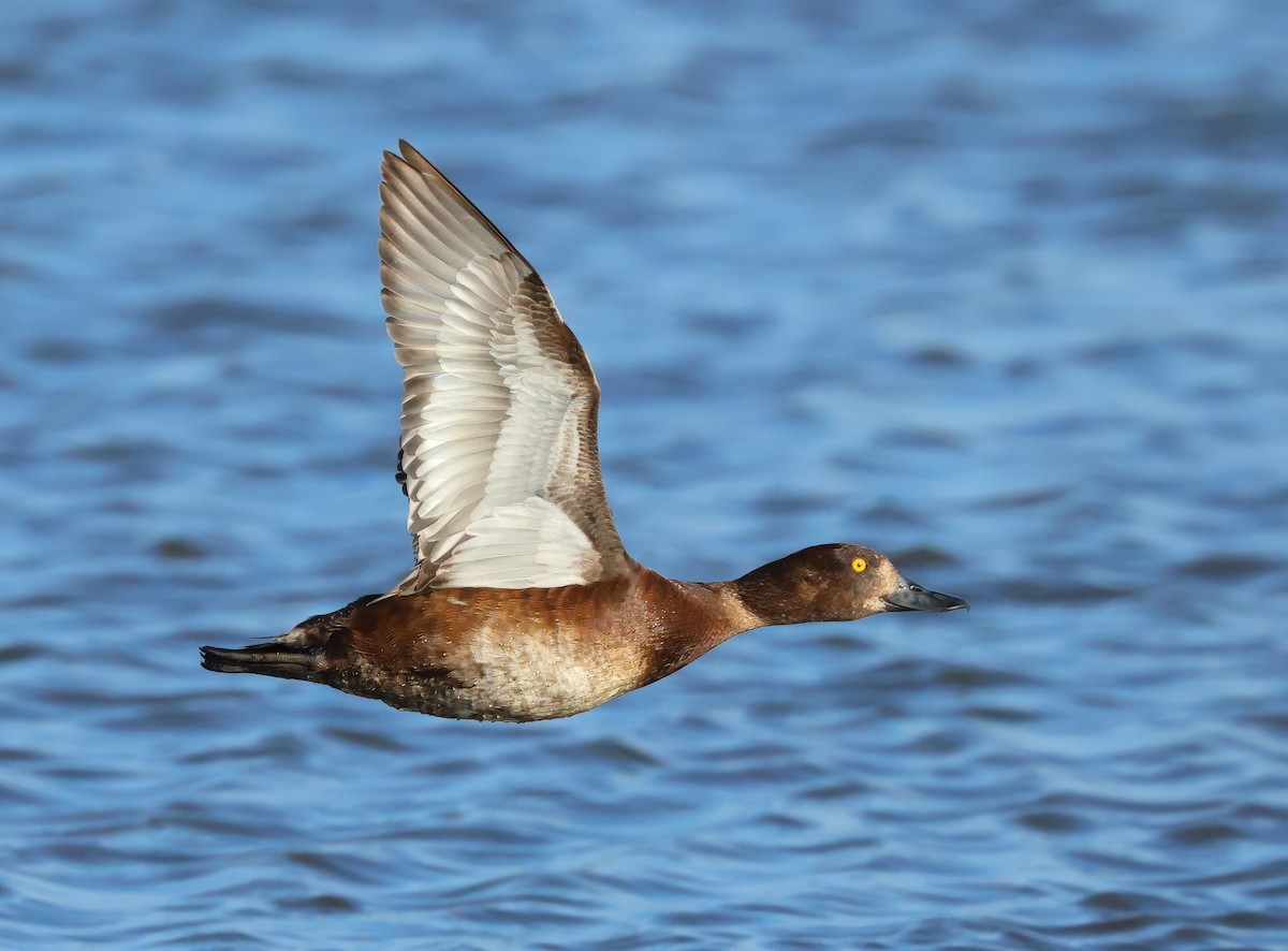 Tufted Duck - ML621405939