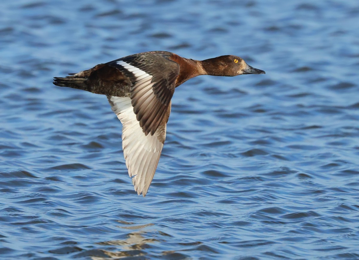 Tufted Duck - ML621405940