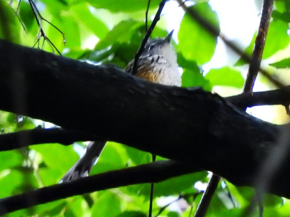 Klages's Antbird - ML621405976