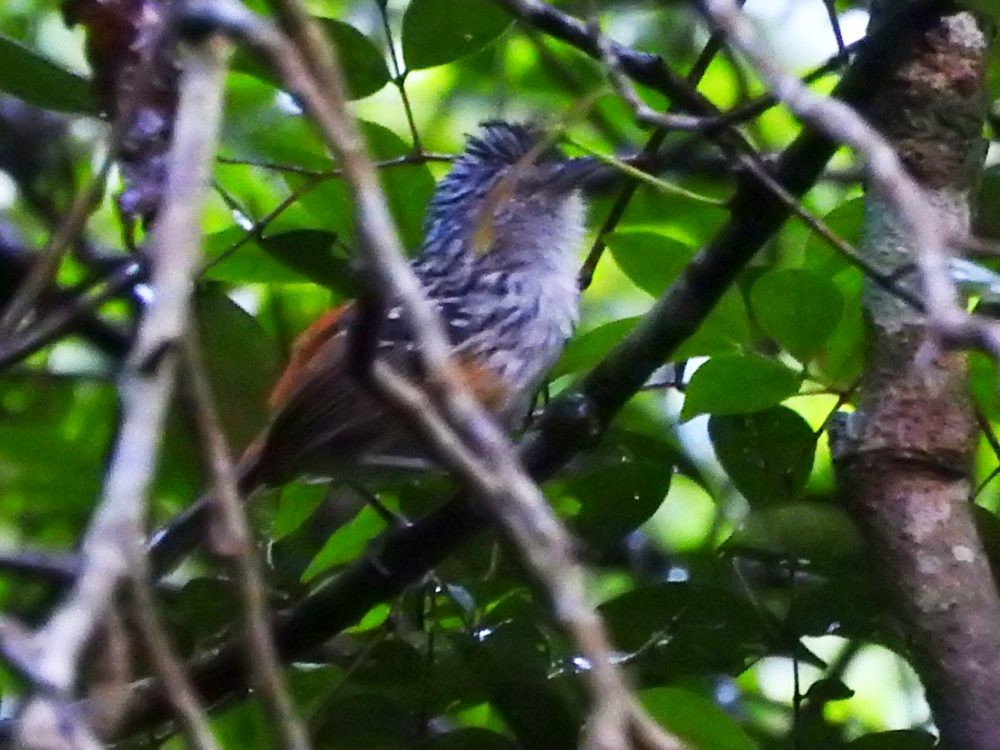 Klages's Antbird - ML621405977