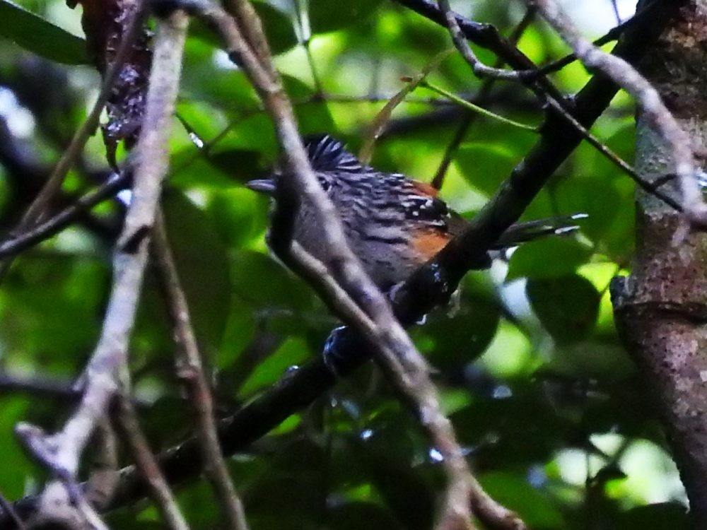 Klages's Antbird - ML621405981