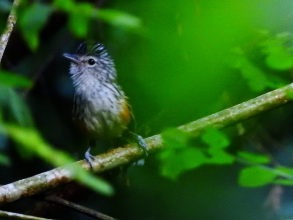 Klages's Antbird - ML621405982