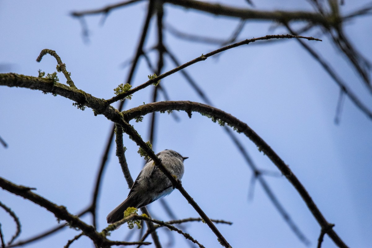 Carolina Chickadee - ML621406057