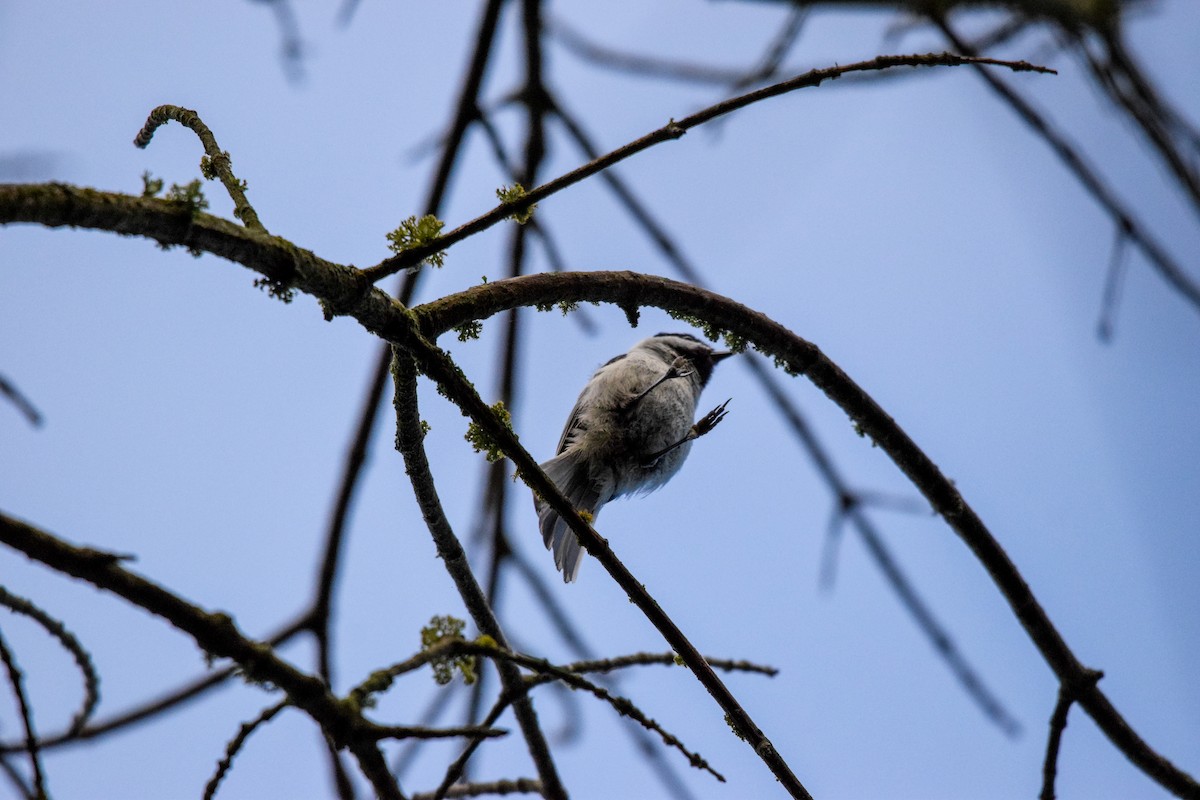 Carolina Chickadee - Marlys Stahl