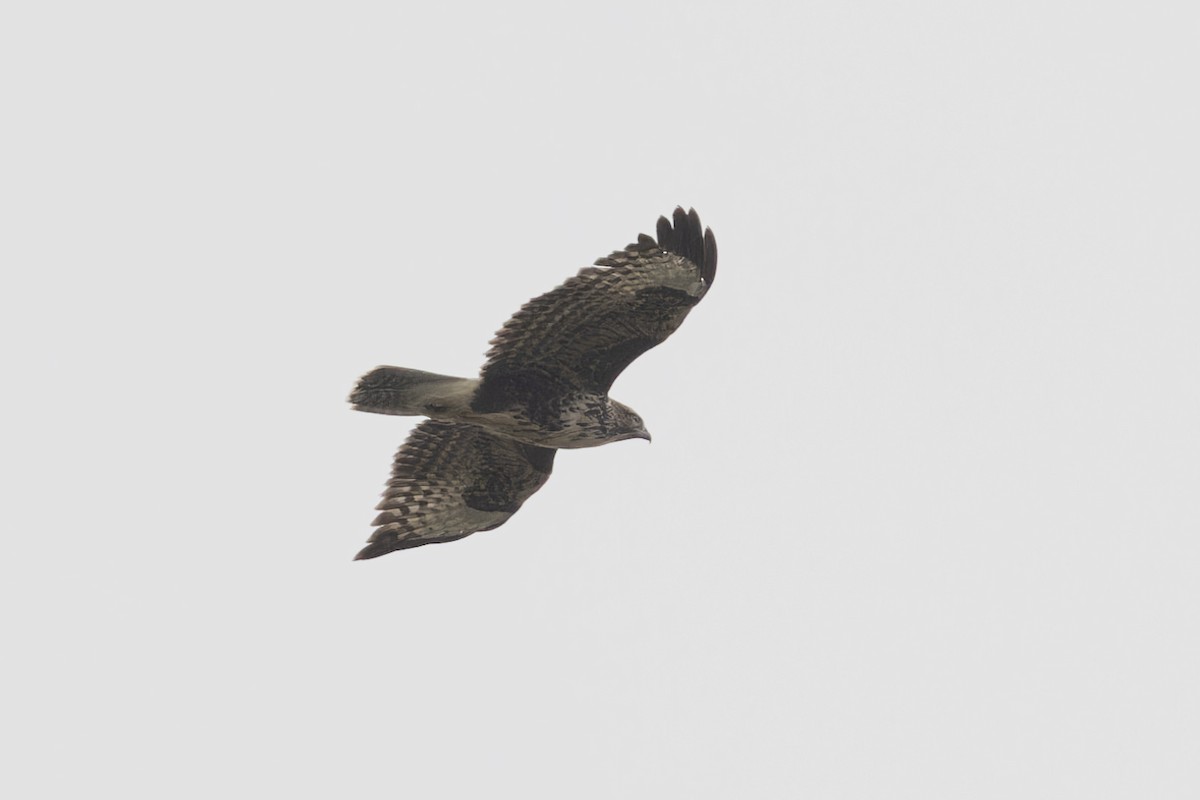 Common Buzzard - Michael Todd