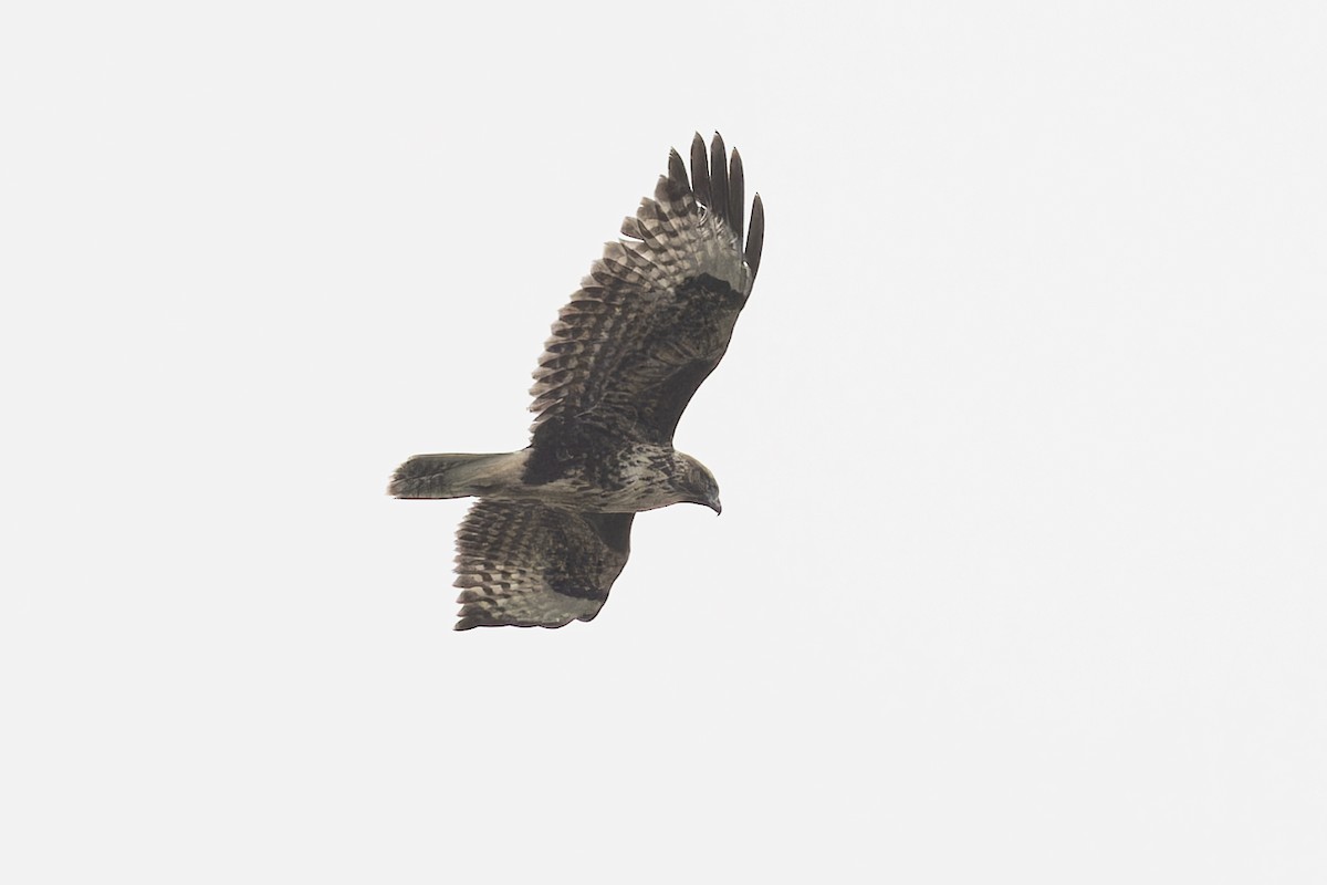 Common Buzzard - Michael Todd