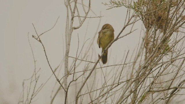 קנית אפריקנית - ML621406354