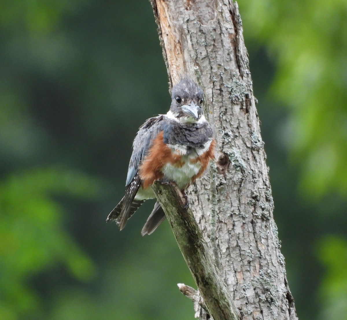 Belted Kingfisher - ML621406372