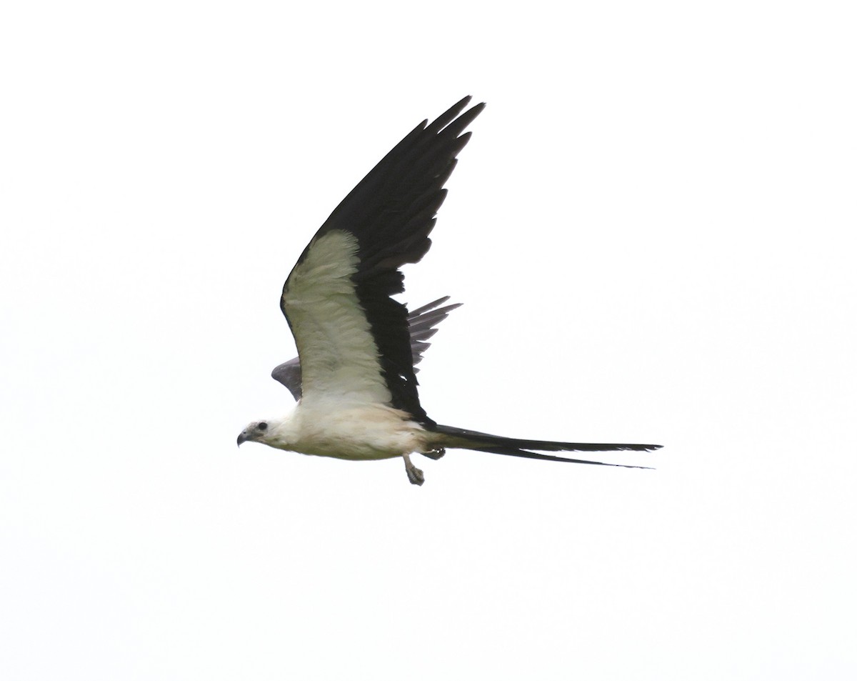 Swallow-tailed Kite - ML621406405
