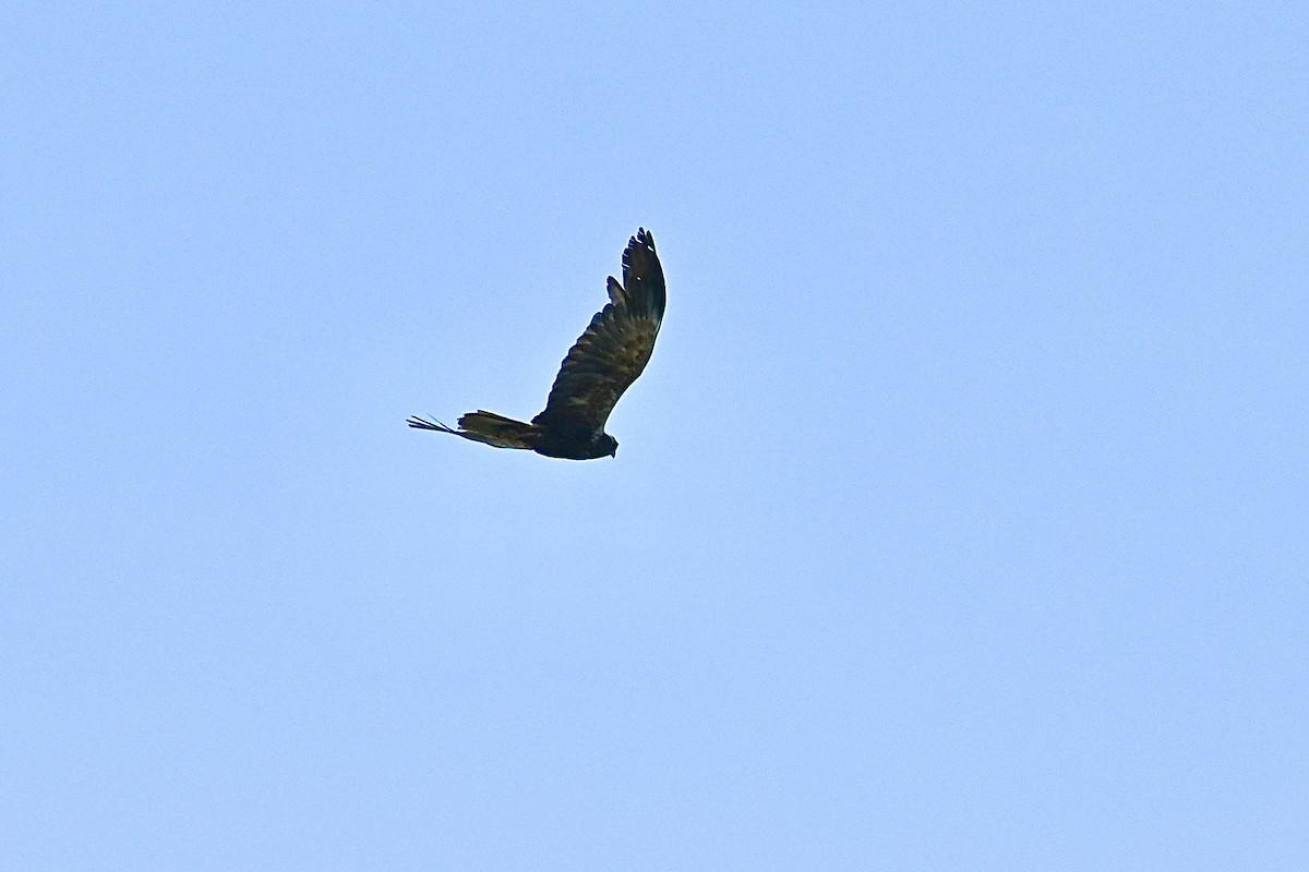 Western Marsh Harrier - ML621406433