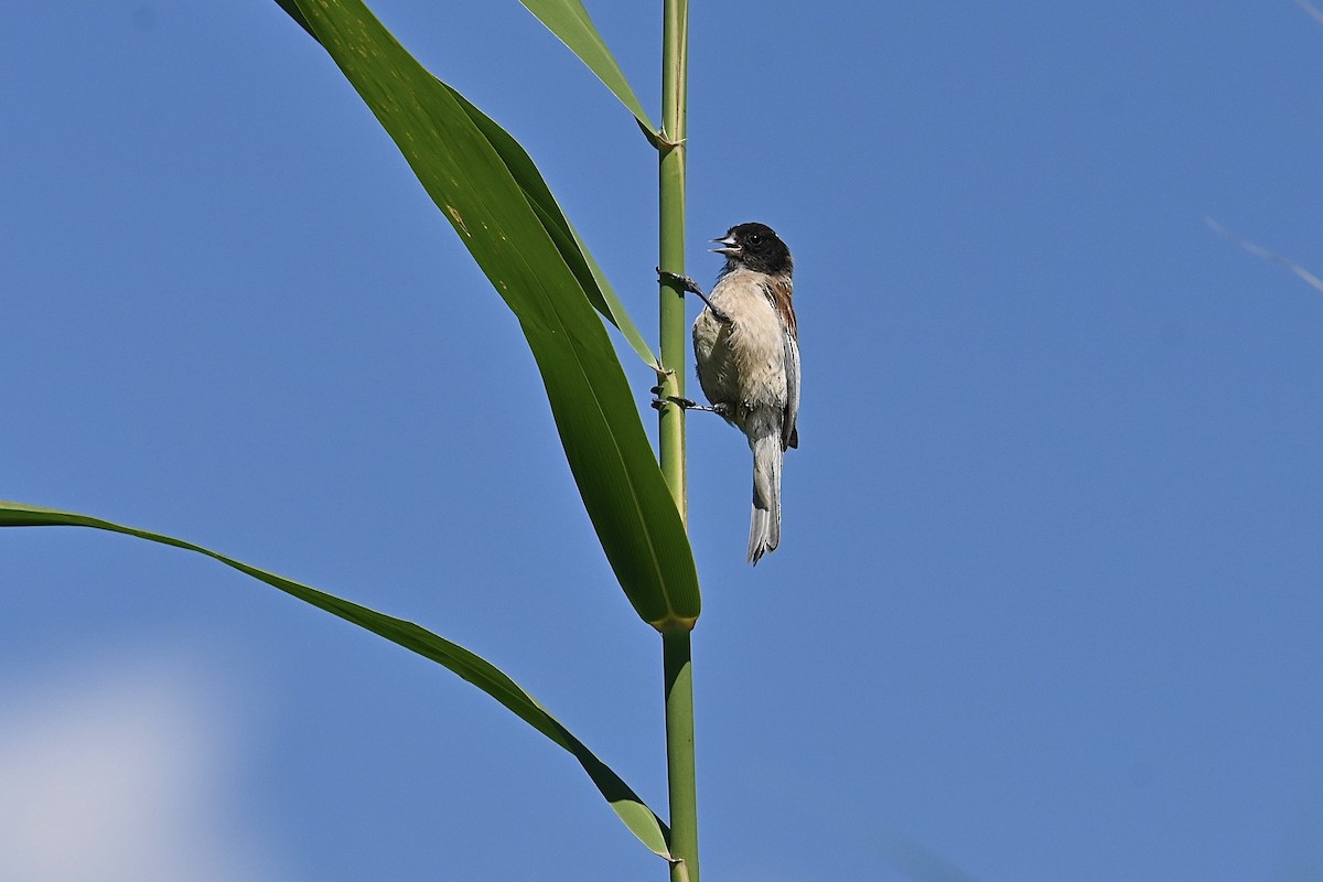 Black-headed Penduline-Tit - ML621406452