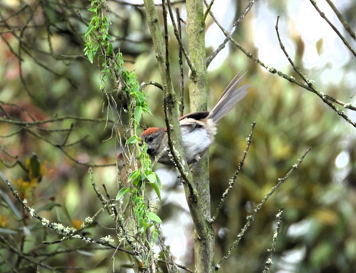 Silvery-throated Spinetail - Jose Fernando Sanchez O.