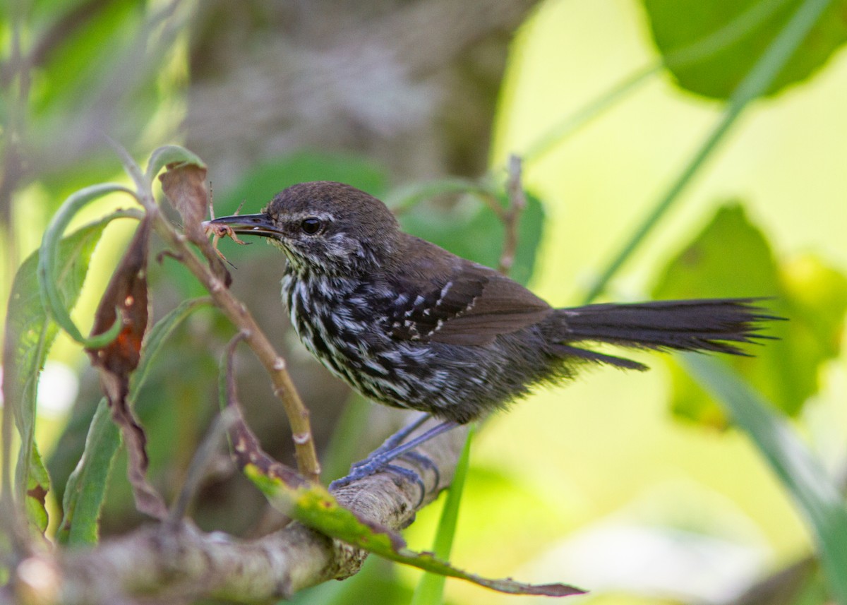 Marsh Antwren (Sao Paulo) - Silvia Faustino Linhares