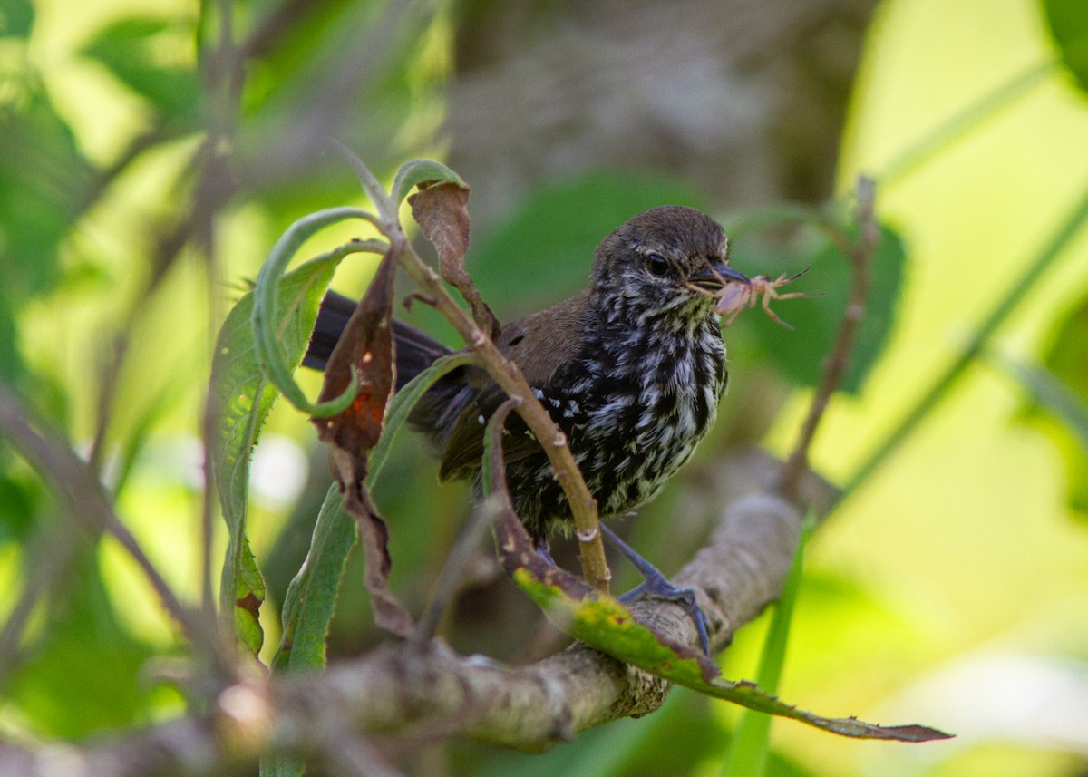 Marsh Antwren (Sao Paulo) - Silvia Faustino Linhares