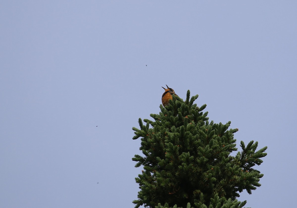 Varied Thrush - ML621406595