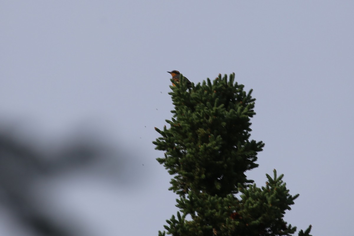 Varied Thrush - ML621406596