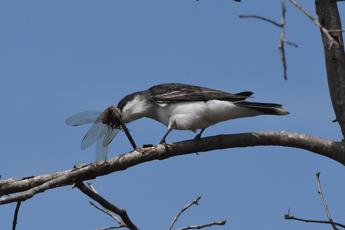 Eastern Kingbird - ML621406612