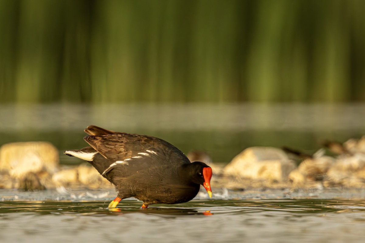 Common Gallinule - ML621406700