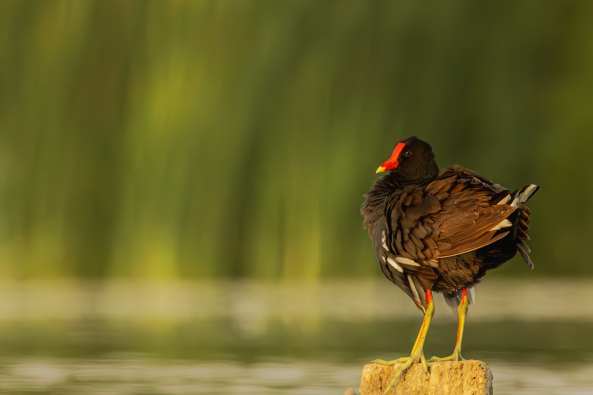 Common Gallinule - ML621406701