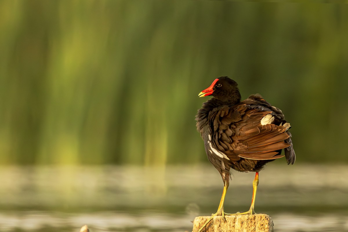 Common Gallinule - ML621406702