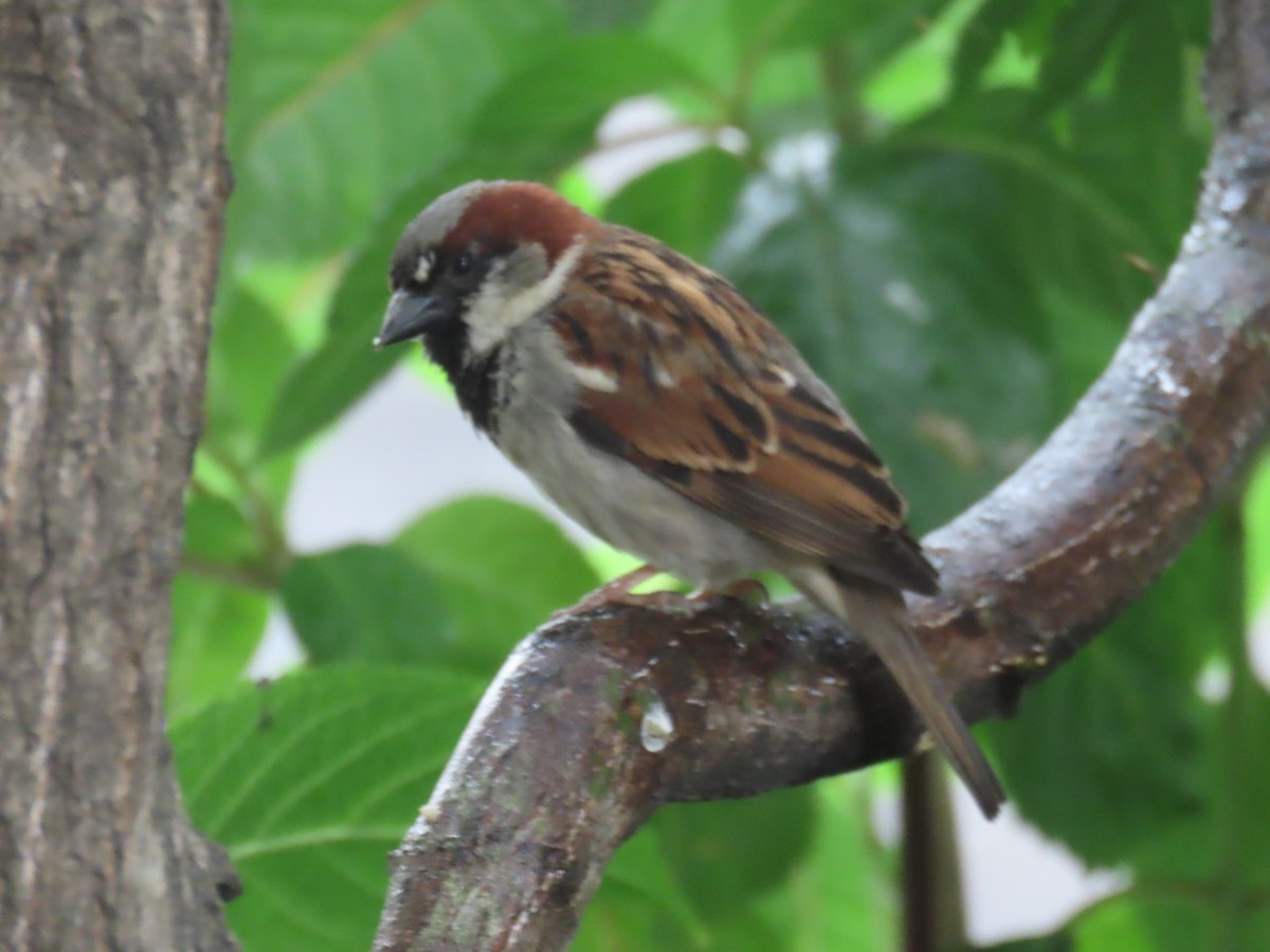 Домовый воробей - ML621406722