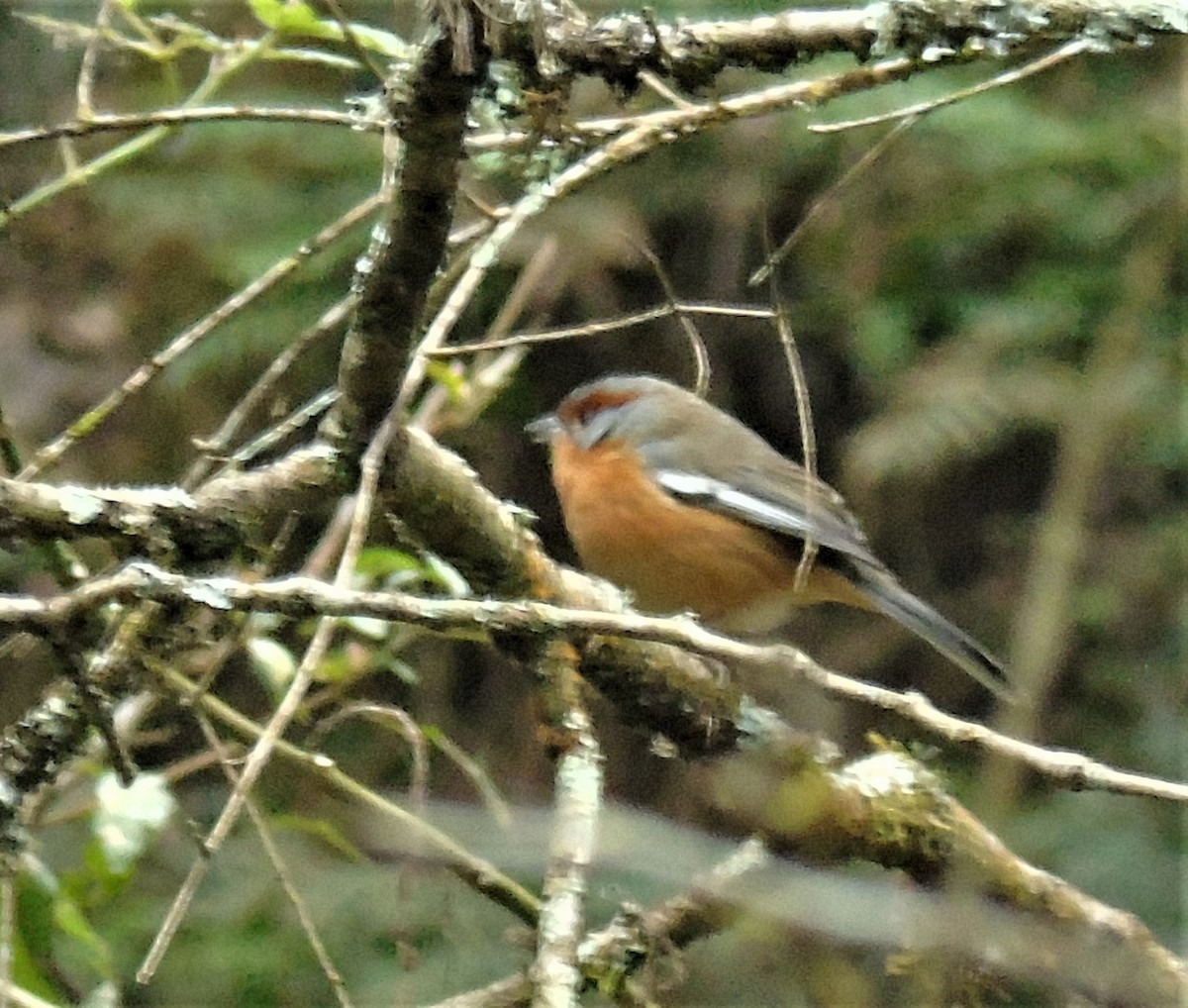 Rusty-browed Warbling Finch - ML621406759