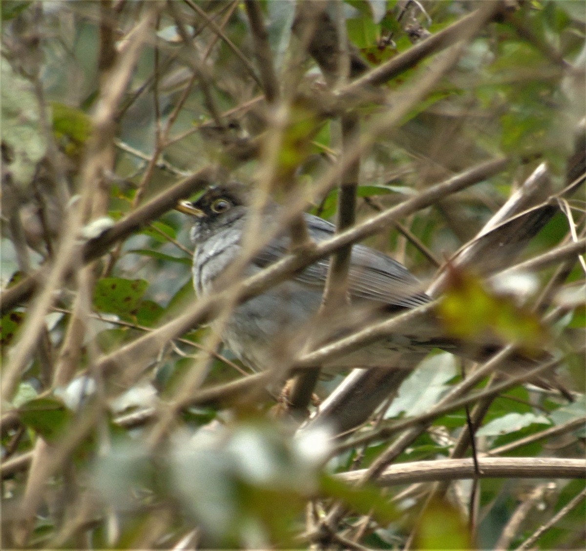 Andean Slaty Thrush - ML621406816