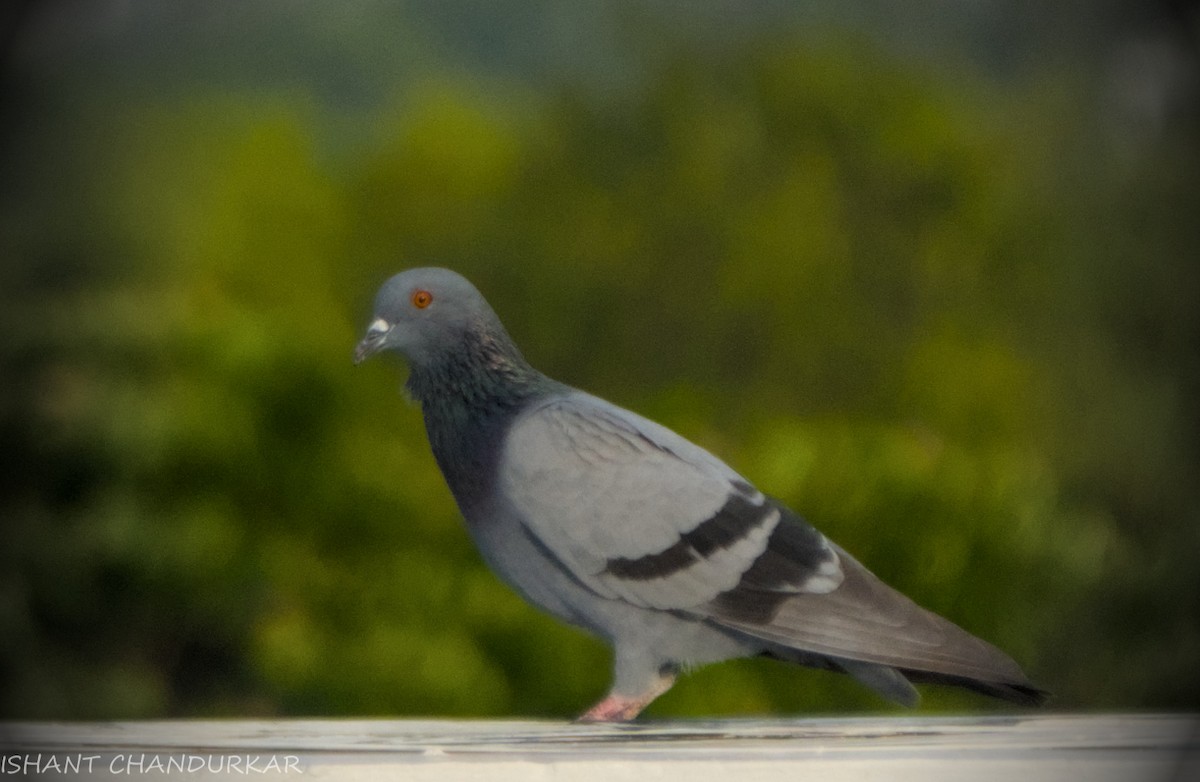 Rock Pigeon (Feral Pigeon) - ML621406817