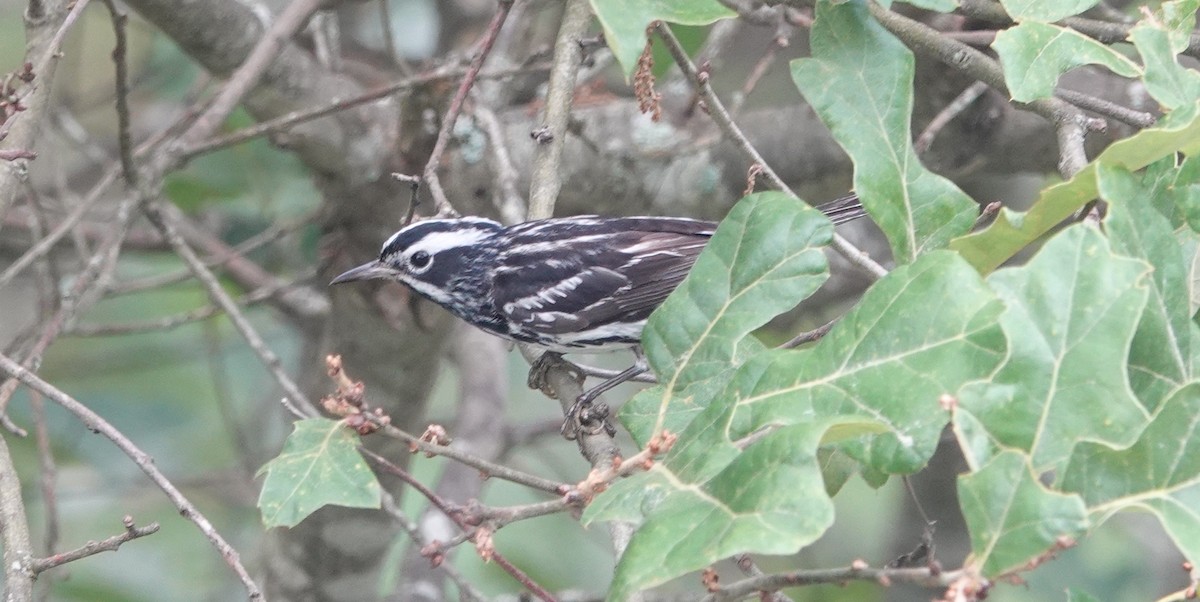 Black-and-white Warbler - ML621406935