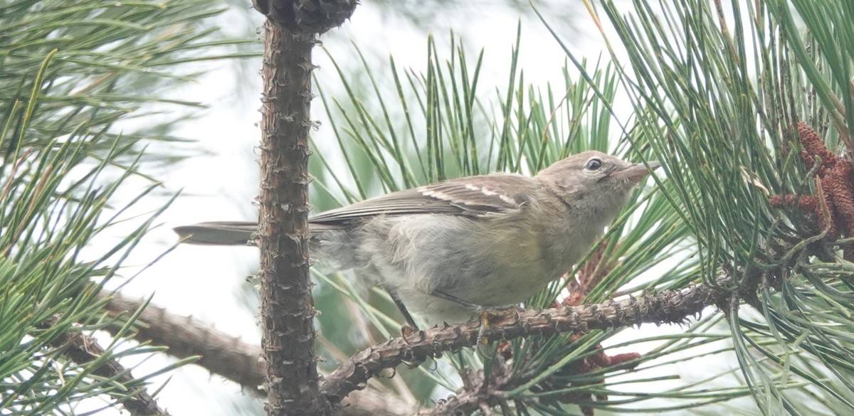 Pine Warbler - ML621406938