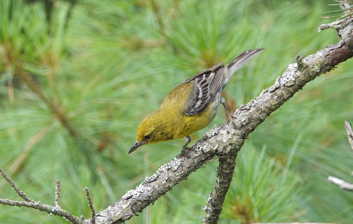 Pine Warbler - ML621406939