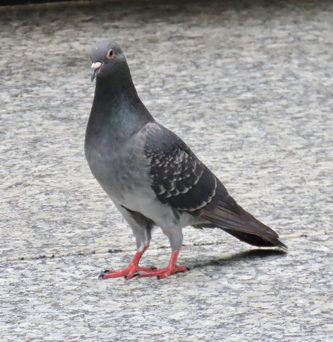 Rock Pigeon (Feral Pigeon) - ML621406952