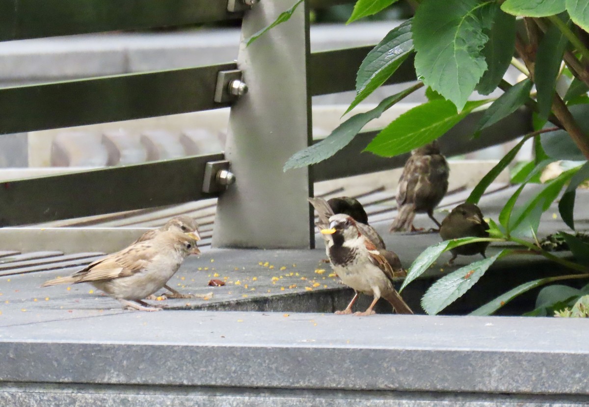 Домовый воробей - ML621406957